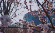 春分 | 今日春来晚，且赴好春光